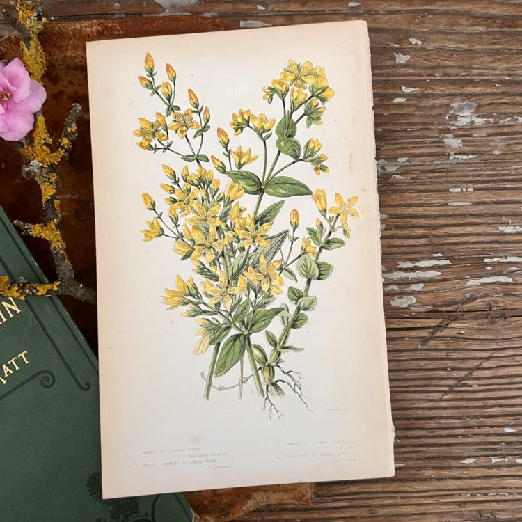 Литография 14х22 см  Flowering Plants by Anne Pratt №51 Англия   