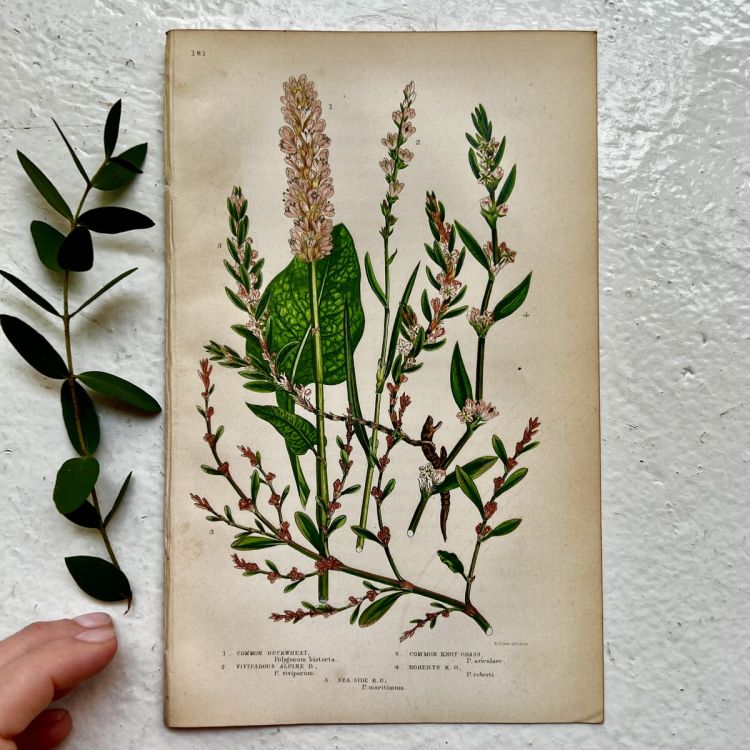 Литография 14х22 см Flowering Plants by Anne Pratt №181 Англия