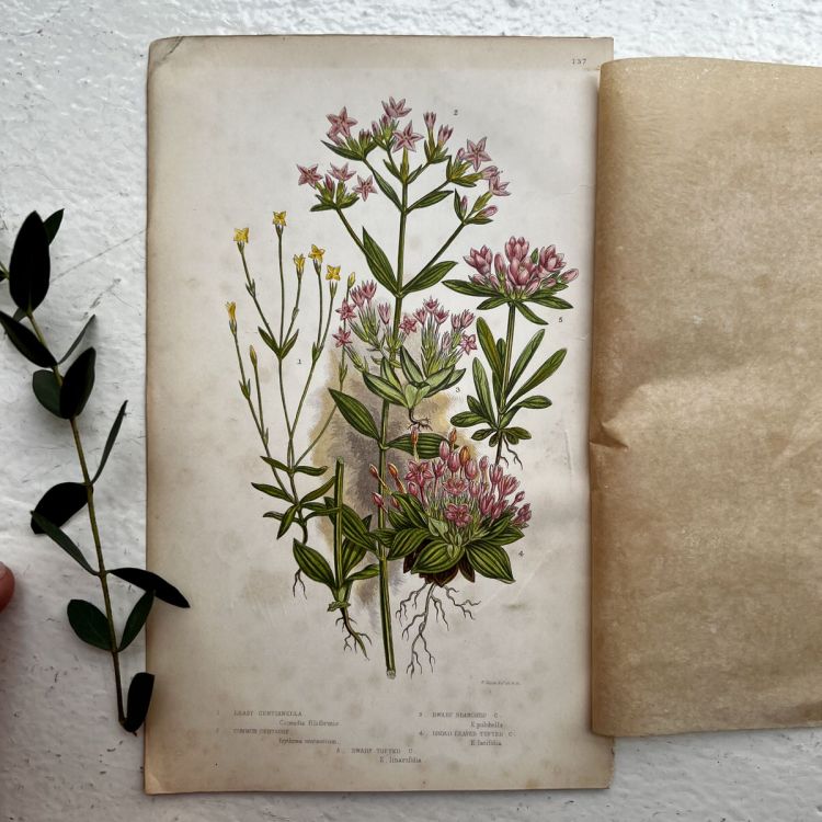 Литография 14х22 см Flowering Plants by Anne Pratt №137 Англия