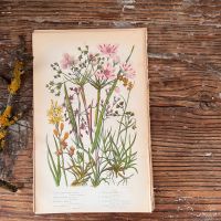 Литография 14х22 см  Flowering Plants by Anne Pratt №232 Англия 