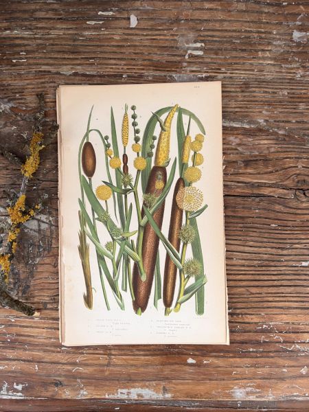 Литография 14х22 см  Flowering Plants by Anne Pratt №234 Англия