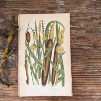 Литография 14х22 см  Flowering Plants by Anne Pratt №234 Англия