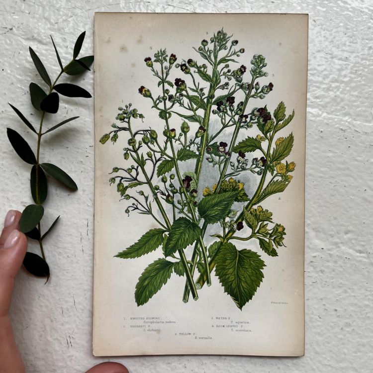 Литография 14х22 см Flowering Plants by Anne Pratt № 154 Англия