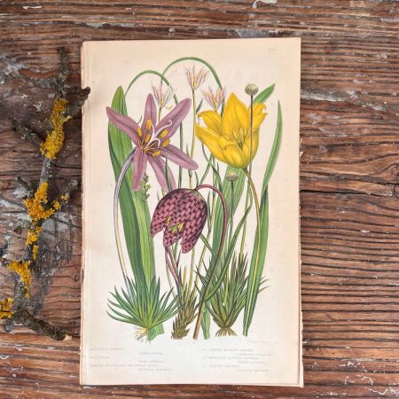 Литография 14х22 см  Flowering Plants by Anne Pratt №228 Англия