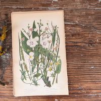 Литография 14х22 см  Flowering Plants by Anne Pratt №233 Англия