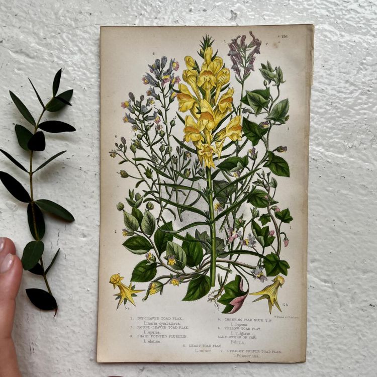 Литография 14х22 см Flowering Plants by Anne Pratt № 156 Англия