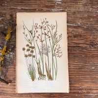 Литография 14х22 см  Flowering Plants by Anne Pratt №231 Англия