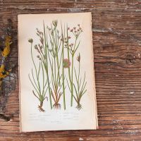 Литография 14х22 см  Flowering Plants by Anne Pratt №230 Англия