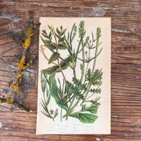 Литография 14х22 см  Flowering Plants by Anne Pratt №236 Англия