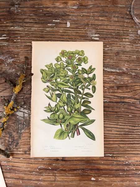 Литография 14х22 см  Flowering Plants by Anne Pratt №193 Англия