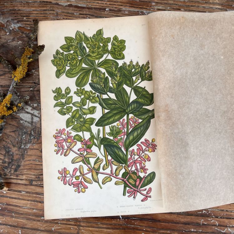 Литография 14х22 см  Flowering Plants by Anne Pratt №190 Англия 