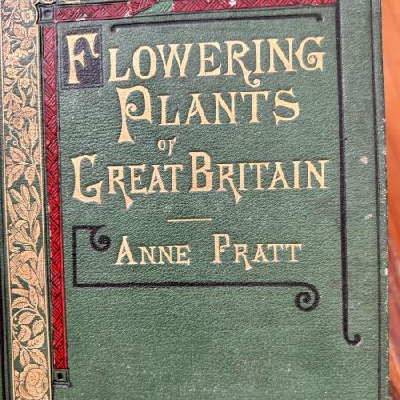 Литография 14х22 см  Flowering Plants by Anne Pratt №190 Англия 