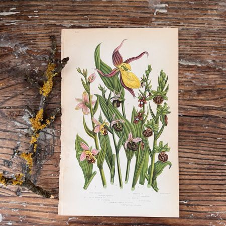 Литография 14х22 см  Flowering Plants by Anne Pratt №218 Англия