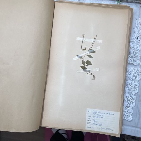 Лист гербария Hans Nilsson Швеция