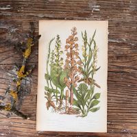 Литография 14х22 см  Flowering Plants by Anne Pratt №213 Англия 