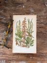 Литография 14х22 см  Flowering Plants by Anne Pratt №213 Англия 
