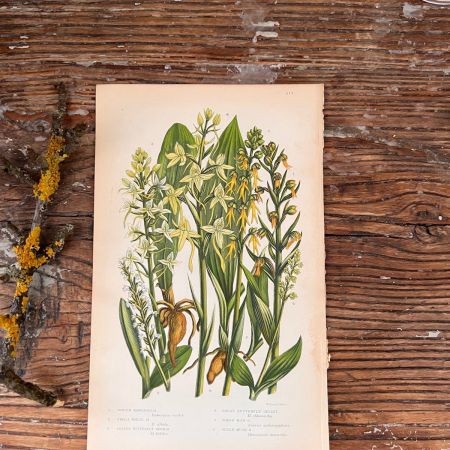 Литография 14х22 см  Flowering Plants by Anne Pratt №217 Англия 