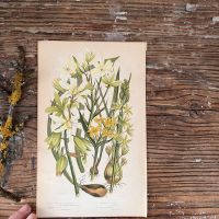 Литография 14х22 см Flowering Plants by Anne Pratt №227 Англия 