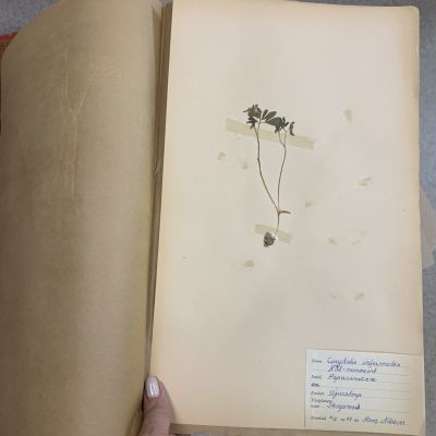 Лист гербария Hans Nilsson Швеция