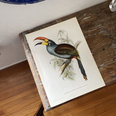 Репродукция Птицы Pteroglossus Hypoglaucus J.Gould 21х30 см