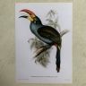 Репродукция Птицы Pteroglossus Hypoglaucus J.Gould 21х30 см