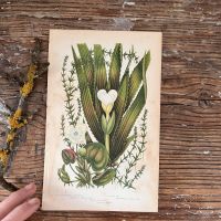 Литография 14х22 см  Flowering Plants by Anne Pratt №210 Англия 