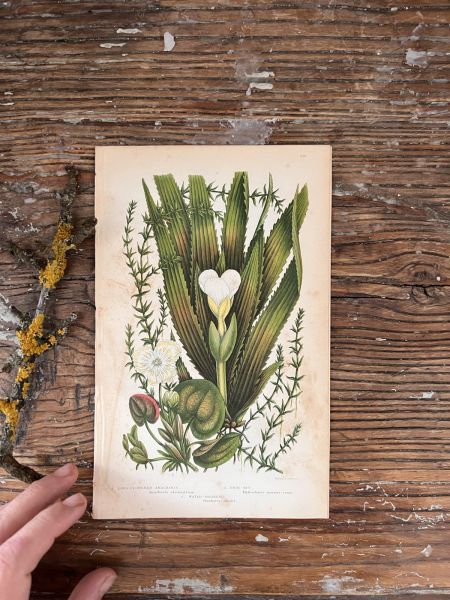 Литография 14х22 см  Flowering Plants by Anne Pratt №210 Англия 