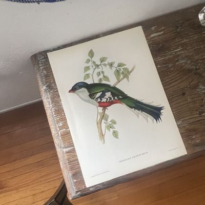 Репродукция Птицы Trogon Temnurus J.Gould 21х30 см