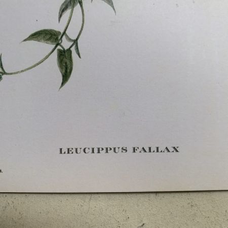 Репродукция Птицы Leucippus Fallax J.Gould 21х30 см 