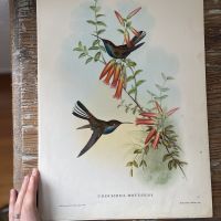 Репродукция Птицы Urochroa Bougieri J.Gould 21х30 см 