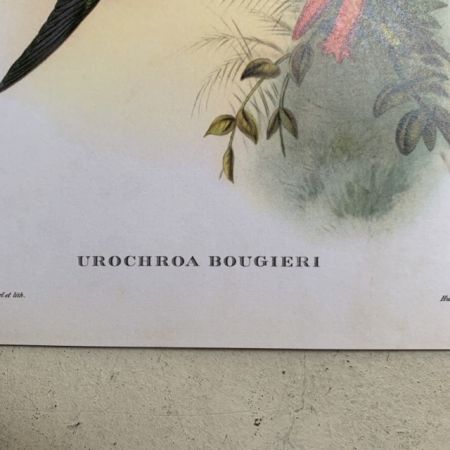 Репродукция Птицы Urochroa Bougieri J.Gould 21х30 см 