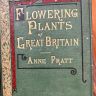 Литография 14х22 см  Flowering Plants by Anne Pratt №194 Англия 