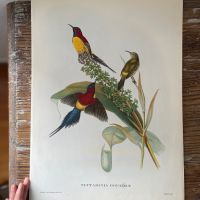 Репродукция Птицы Nectarina Gouldiae J.Gould 21х30 см