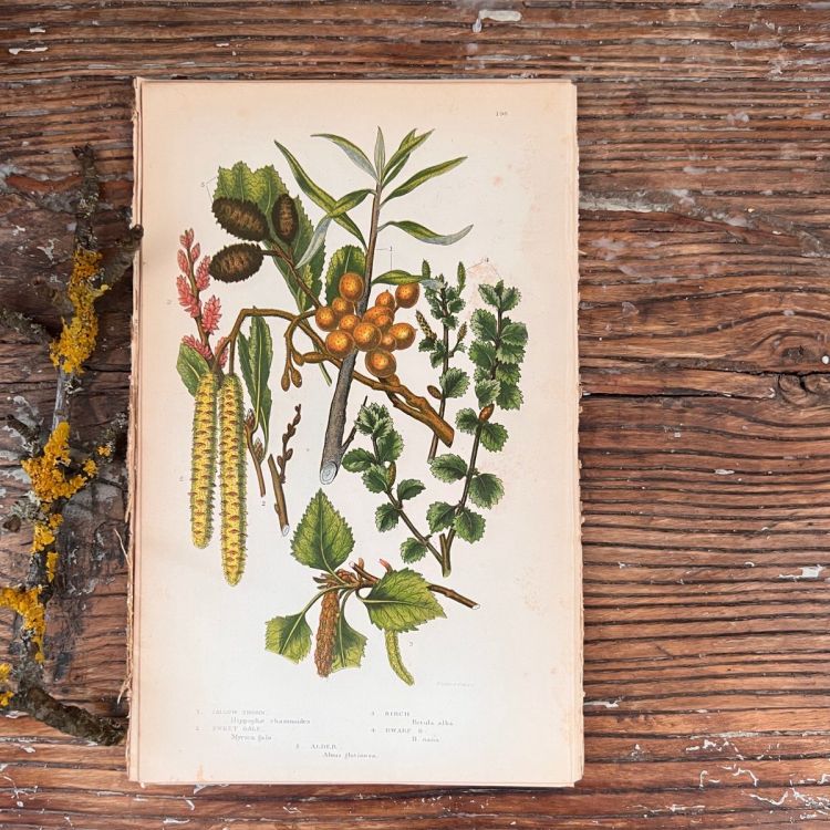 Литография 14х22 см  Flowering Plants by Anne Pratt №196 Англия 