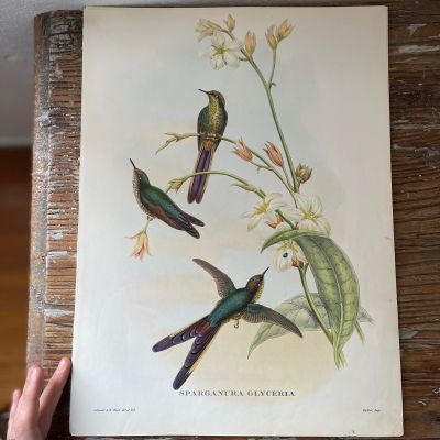 Репродукция Птицы Sparganura Glyceria J.Gould 21х30 см