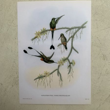 Репродукция Птицы Spathura Solstitialis J.Gould 21х30 см 