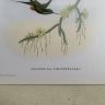 Репродукция Птицы Spathura Solstitialis J.Gould 21х30 см 