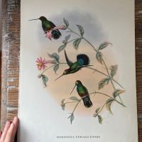 Репродукция Птицы Dorifera Veraguensis J.Gould 21х30 см 