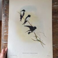 Репродукция Птицы Delichon Nipalensis J.Gould 21х30 см 