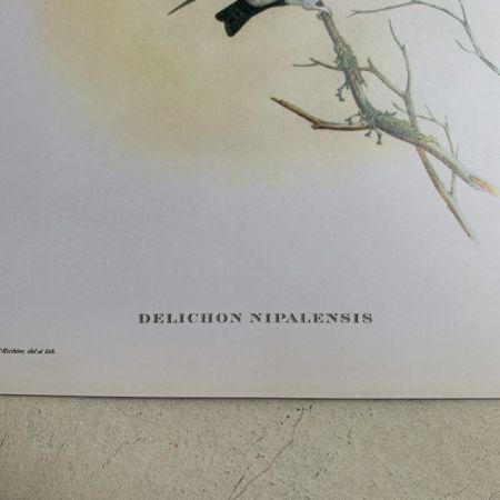 Репродукция Птицы Delichon Nipalensis J.Gould 21х30 см 