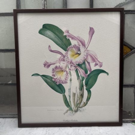 Репродукция Ботаника Cattleya-Orhidee 30х35 см