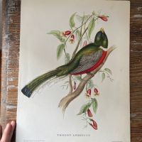 Репродукция Птицы Trogon Ambiguus J.Gould 21х30 см 