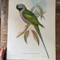 Репродукция Птицы Palaeornis Derbianus J.Gould 21х30 см