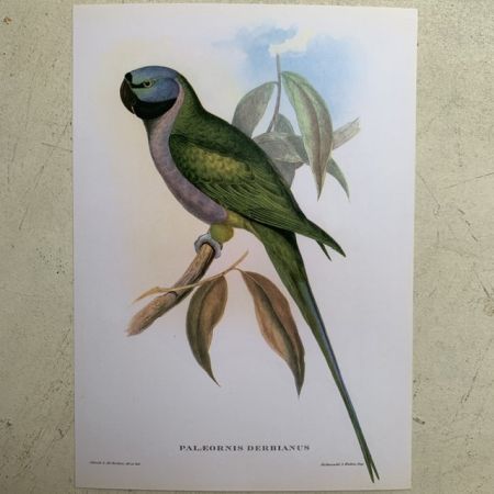 Репродукция Птицы Palaeornis Derbianus J.Gould 21х30 см