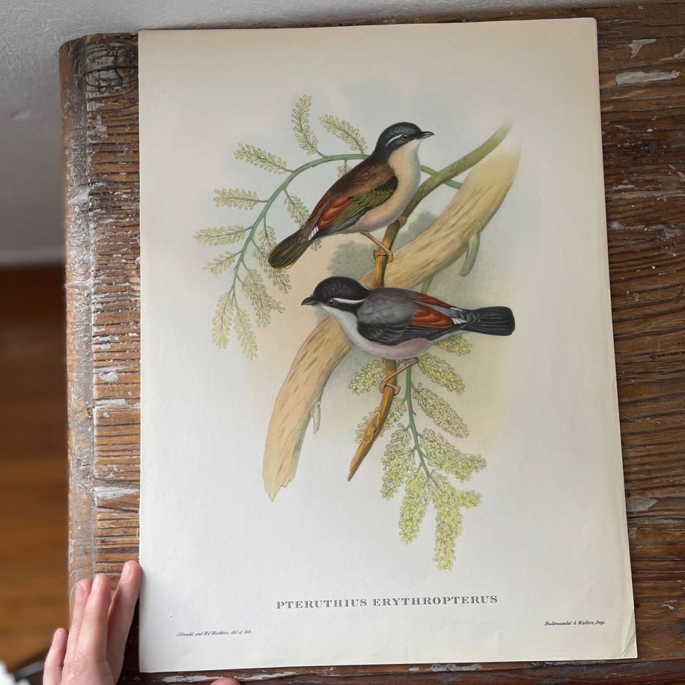 Репродукция Птицы Pteruthius Erythropterus J.Gould 21х30 см