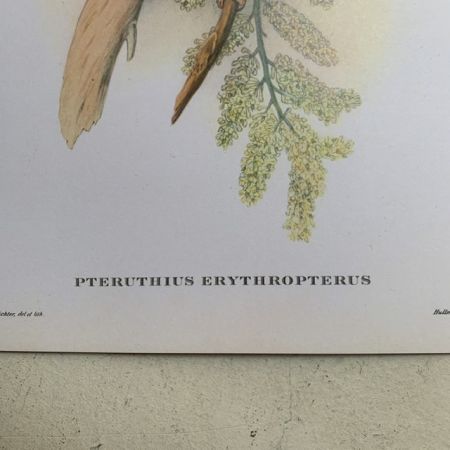 Репродукция Птицы Pteruthius Erythropterus J.Gould 21х30 см