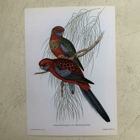 Репродукция Птицы Platycercus Pennantii J.Gould 21х30 см 