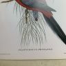 Репродукция Птицы Platycercus Pennantii J.Gould 21х30 см 