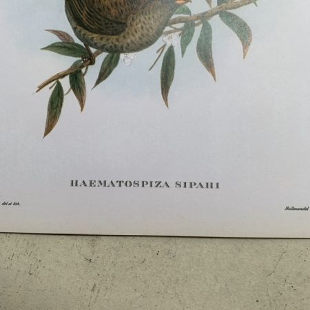 Репродукция Птицы Haematospiza Sipahi J.Gould 21х30 см 