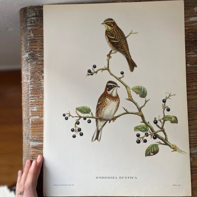 Репродукция Птицы Emberiza Rustica J.Gould 21х30 см